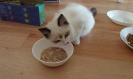 布偶可以吃蜜瓜,美味与健康的完美结合