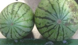 济南摩友圈吃瓜,吃瓜事件背后的真相揭秘