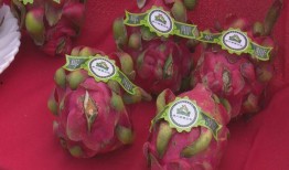 戏曲吃瓜,揭秘幕后故事与精彩瞬间