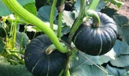 女孩吃贝贝瓜好吗,女孩食用的健康美味选择