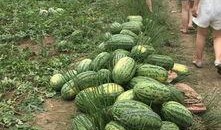 吃瓜车友会,揭秘汽车圈那些事儿