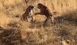 吃瓜网站虎,带你领略网络舆论的狂欢盛宴